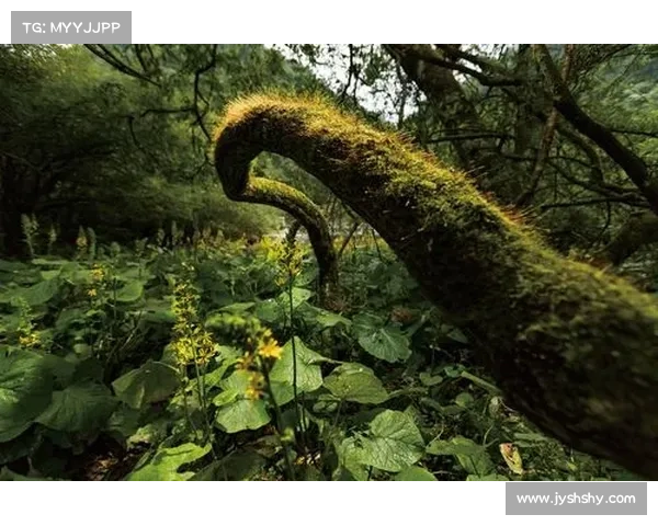 踏入神兽秘境森林探险之旅感受古老传说神秘魅力 踏入神兽秘境森林探险之旅感受古老传说神秘魅力